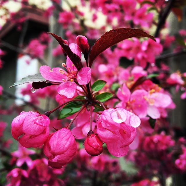 Instagram Photo Contest: "Spring in Napa Valley"